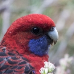 Platycercus elegans at Acton, ACT - 29 Mar 2019