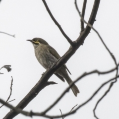 Caligavis chrysops (Yellow-faced Honeyeater) at Acton, ACT - 29 Mar 2019 by AlisonMilton