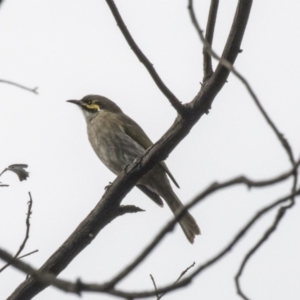 Caligavis chrysops at Acton, ACT - 29 Mar 2019 02:54 PM