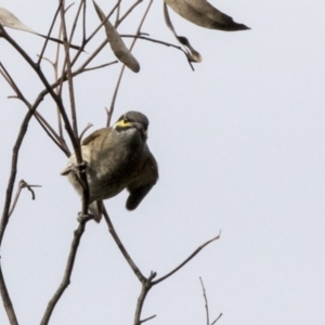 Caligavis chrysops at Acton, ACT - 29 Mar 2019 02:54 PM