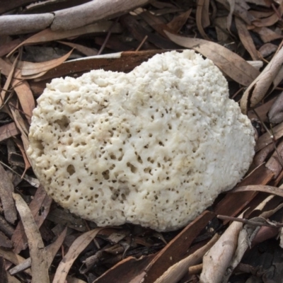 Laetiporus portentosus (White Punk) at ANBG - 29 Mar 2019 by Alison Milton