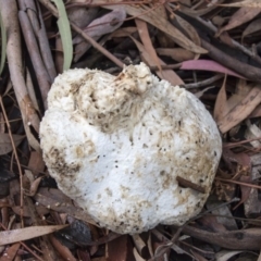 Laetiporus portentosus at Hackett, ACT - 29 Mar 2019 01:59 PM