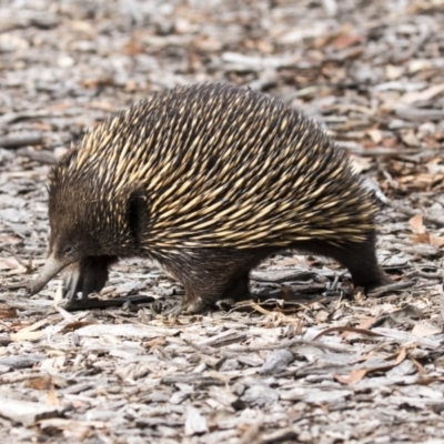 Tachyglossus aculeatus (Short-beaked Echidna) at Acton, ACT - 29 Mar 2019 by AlisonMilton