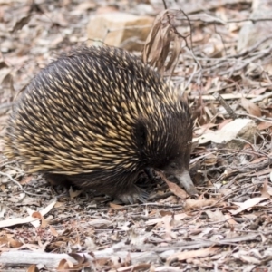 Tachyglossus aculeatus at Acton, ACT - 29 Mar 2019