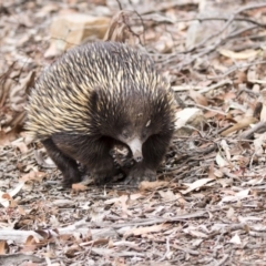 Tachyglossus aculeatus at Acton, ACT - 29 Mar 2019