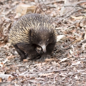 Tachyglossus aculeatus at Acton, ACT - 29 Mar 2019 03:28 PM