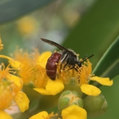 Lasioglossum (Parasphecodes) sp. (genus & subgenus) (Halictid bee) at Yarralumla, ACT - 7 Jan 2019 by PeterA