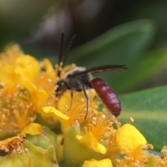 Lasioglossum (Parasphecodes) sp. (genus & subgenus) at Yarralumla, ACT - 7 Jan 2019