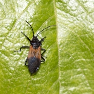 Oncopeltus (Oncopeltus) sordidus at Acton, ACT - 29 Mar 2019 02:28 PM