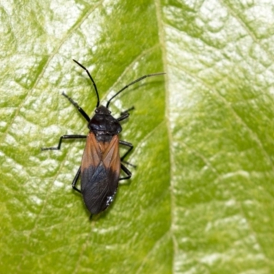 Oncopeltus (Oncopeltus) sordidus (Milk vine bug) at ANBG - 29 Mar 2019 by AlisonMilton