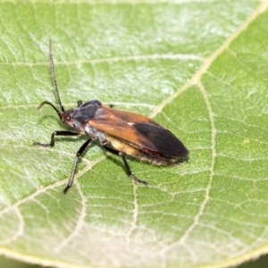 Oncopeltus (Oncopeltus) sordidus at Acton, ACT - 29 Mar 2019