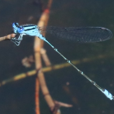 Pseudagrion microcephalum (Blue Riverdamsel) at Rosedale, NSW - 31 Mar 2019 by jb2602