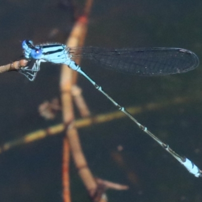 Pseudagrion microcephalum (Blue Riverdamsel) at Rosedale, NSW - 30 Mar 2019 by jbromilow50