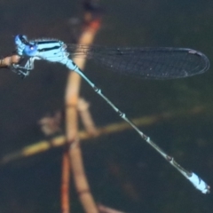 Pseudagrion microcephalum at Rosedale, NSW - 31 Mar 2019 10:28 AM