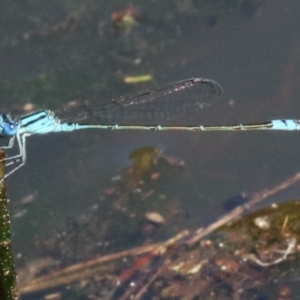 Pseudagrion microcephalum at Rosedale, NSW - 31 Mar 2019 10:28 AM