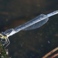 Ischnura heterosticta (Common Bluetail Damselfly) at Rosedale, NSW - 31 Mar 2019 by jb2602