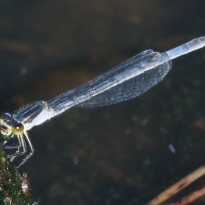 Ischnura heterosticta (Common Bluetail Damselfly) at Rosedale, NSW - 30 Mar 2019 by jbromilow50