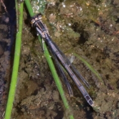 Ischnura heterosticta at Rosedale, NSW - 31 Mar 2019