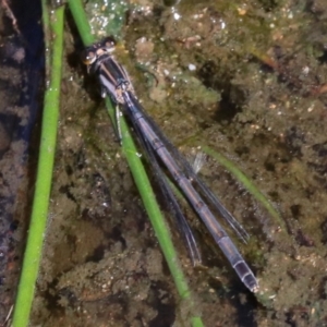 Ischnura heterosticta at Rosedale, NSW - 31 Mar 2019