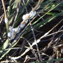 Symonicoccus sp. (genus) (Grass Coccid) at Barton, ACT - 31 Mar 2019 by JanetRussell