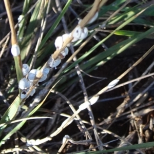 Symonicoccus sp. (genus) at Barton, ACT - 31 Mar 2019 05:28 PM