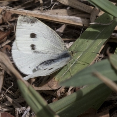 Pieris rapae (Cabbage White) at Higgins, ACT - 31 Mar 2019 by AlisonMilton
