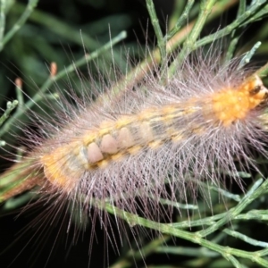 Orgyia anartoides at Guerilla Bay, NSW - 30 Mar 2019