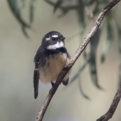 Rhipidura albiscapa (Grey Fantail) at Higgins, ACT - 30 Mar 2019 by Alison Milton