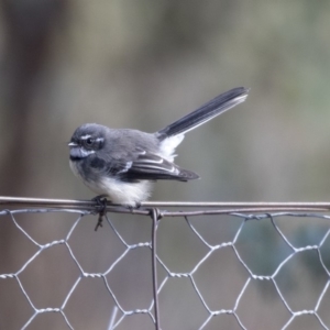 Rhipidura albiscapa at Higgins, ACT - 31 Mar 2019 09:00 AM