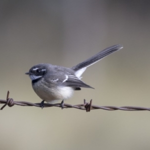 Rhipidura albiscapa at Higgins, ACT - 31 Mar 2019 09:00 AM