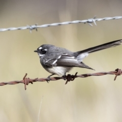 Rhipidura albiscapa at Higgins, ACT - 31 Mar 2019 09:00 AM