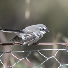 Rhipidura albiscapa at Higgins, ACT - 31 Mar 2019 09:00 AM