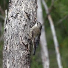 Cormobates leucophaea (White-throated Treecreeper) at Isaacs, ACT - 2 Apr 2019 by Mike