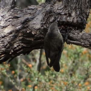 Cormobates leucophaea at Isaacs Ridge - 2 Apr 2019