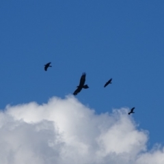 Aquila audax (Wedge-tailed Eagle) at Isaacs Ridge and Nearby - 2 Apr 2019 by Mike