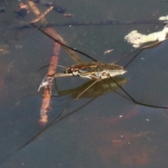 Tenagogerris euphrosyne (Water Strider) at Rosedale, NSW - 31 Mar 2019 by jb2602