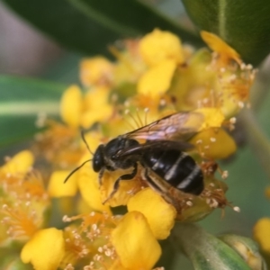 Lasioglossum (Chilalictus) brazieri at Yarralumla, ACT - 7 Jan 2019