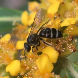 Lasioglossum (Chilalictus) brazieri at Yarralumla, ACT - 7 Jan 2019