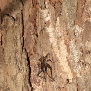 Zaclotathra oligoneura at Rosedale, NSW - 29 Mar 2019