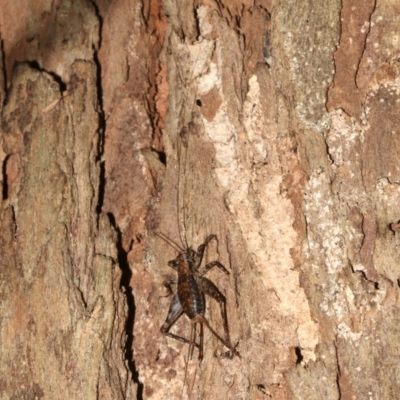 Zaclotathra oligoneura (A cricket) at Rosedale, NSW - 29 Mar 2019 by jbromilow50