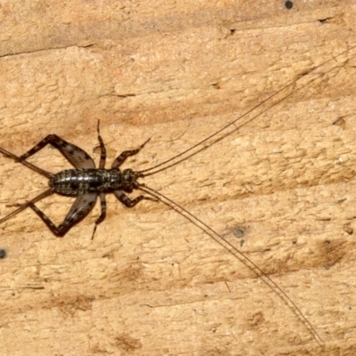 Zaclotathra oligoneura (A cricket) at Rosedale, NSW - 29 Mar 2019 by jbromilow50