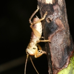 Gryllacrididae (family) (Wood, Raspy or Leaf Rolling Cricket) at Rosedale, NSW - 29 Mar 2019 by jb2602