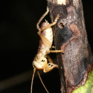 Gryllacrididae (family) at Rosedale, NSW - 29 Mar 2019