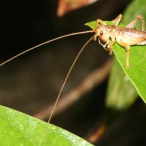 Gryllacrididae (family) at Rosedale, NSW - 29 Mar 2019 07:53 PM