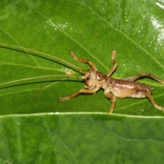 Gryllacrididae (family) at Rosedale, NSW - 29 Mar 2019 07:53 PM