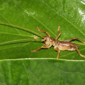 Gryllacrididae (family) at Rosedale, NSW - 29 Mar 2019