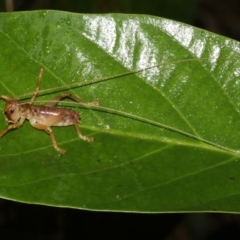 Gryllacrididae (family) at Rosedale, NSW - 29 Mar 2019