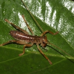 Gryllacrididae (family) at Rosedale, NSW - 29 Mar 2019 07:53 PM