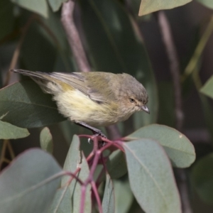 Smicrornis brevirostris at Higgins, ACT - 31 Mar 2019 09:00 AM