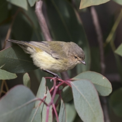 Smicrornis brevirostris (Weebill) at Higgins, ACT - 31 Mar 2019 by AlisonMilton